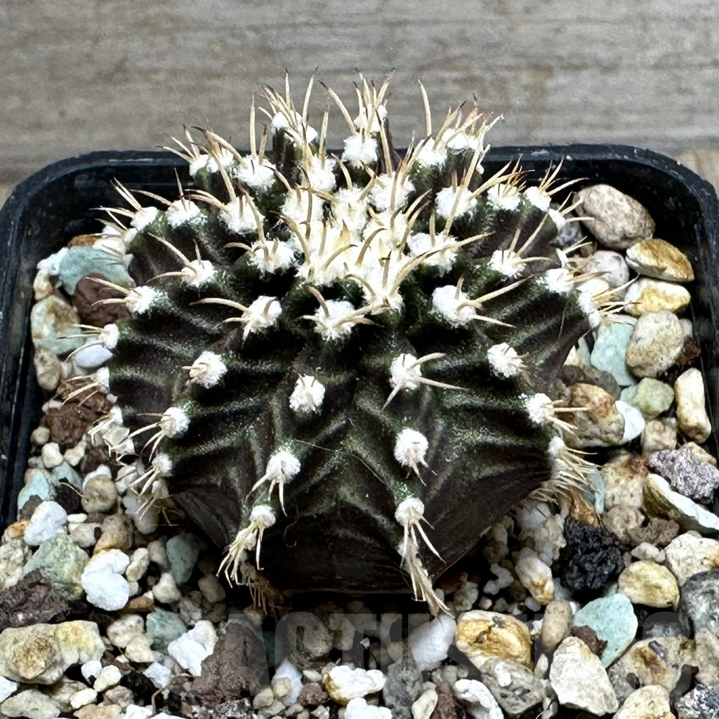 SHPR17807 Gymnocalycium mihanovichii ‘Star line’