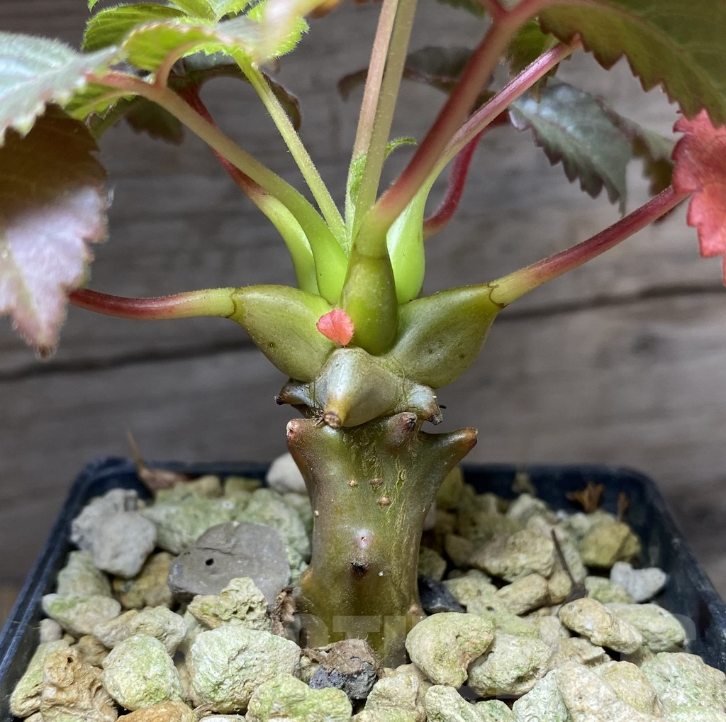 SHPR33289 Beiselia mexicana – Image 2