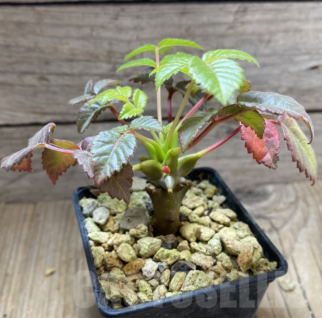 SHPR33289 Beiselia mexicana – Image 3