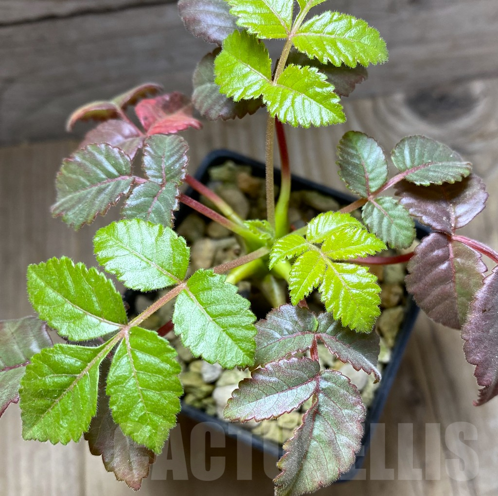 SHPR33289 Beiselia mexicana