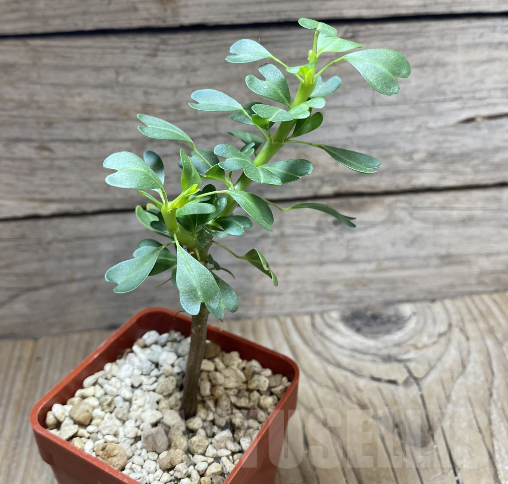 SHPR33292 Sarcocaulon vanderietiae - 画像 (2)