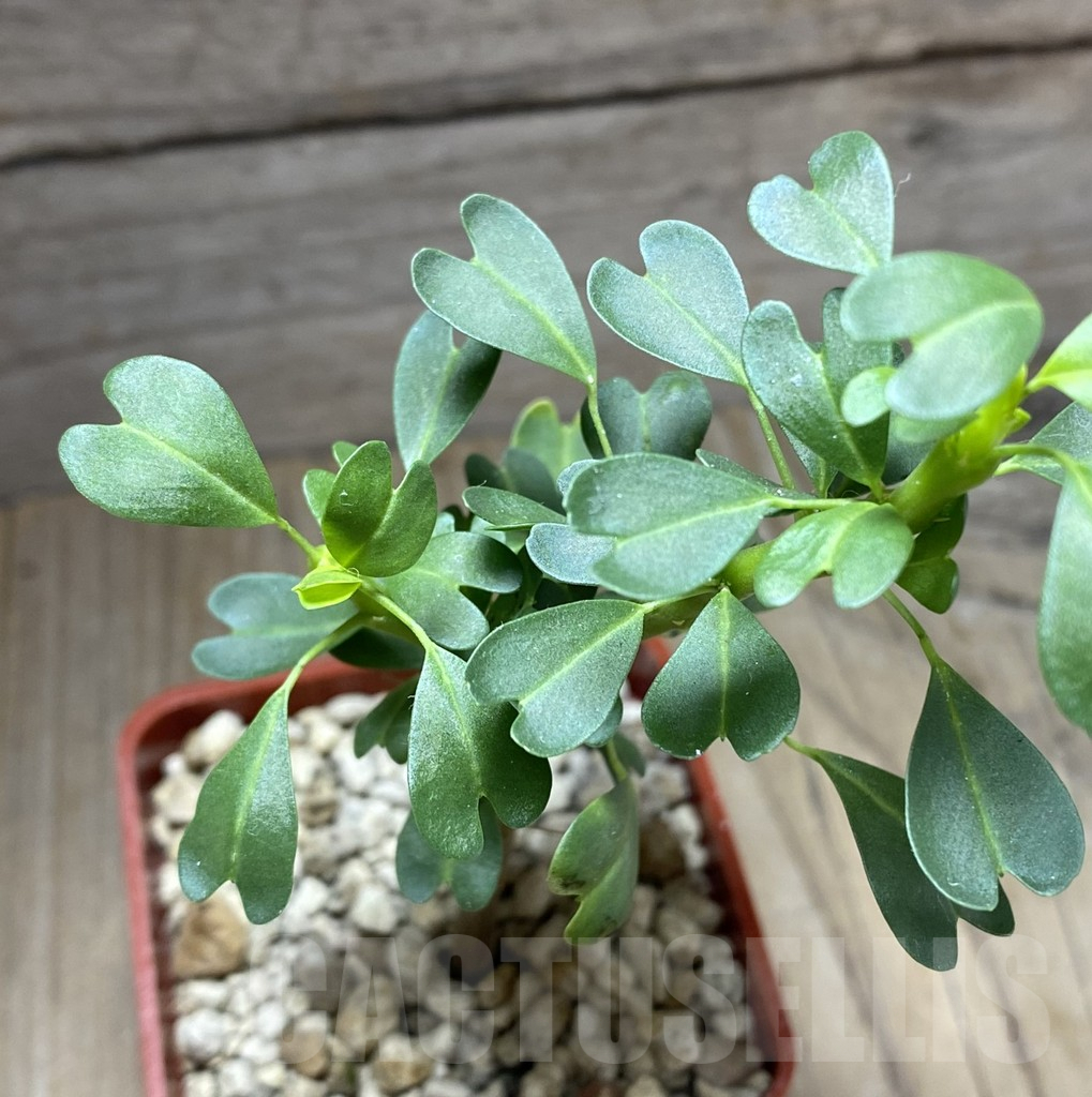 SHPR33292 Sarcocaulon vanderietiae