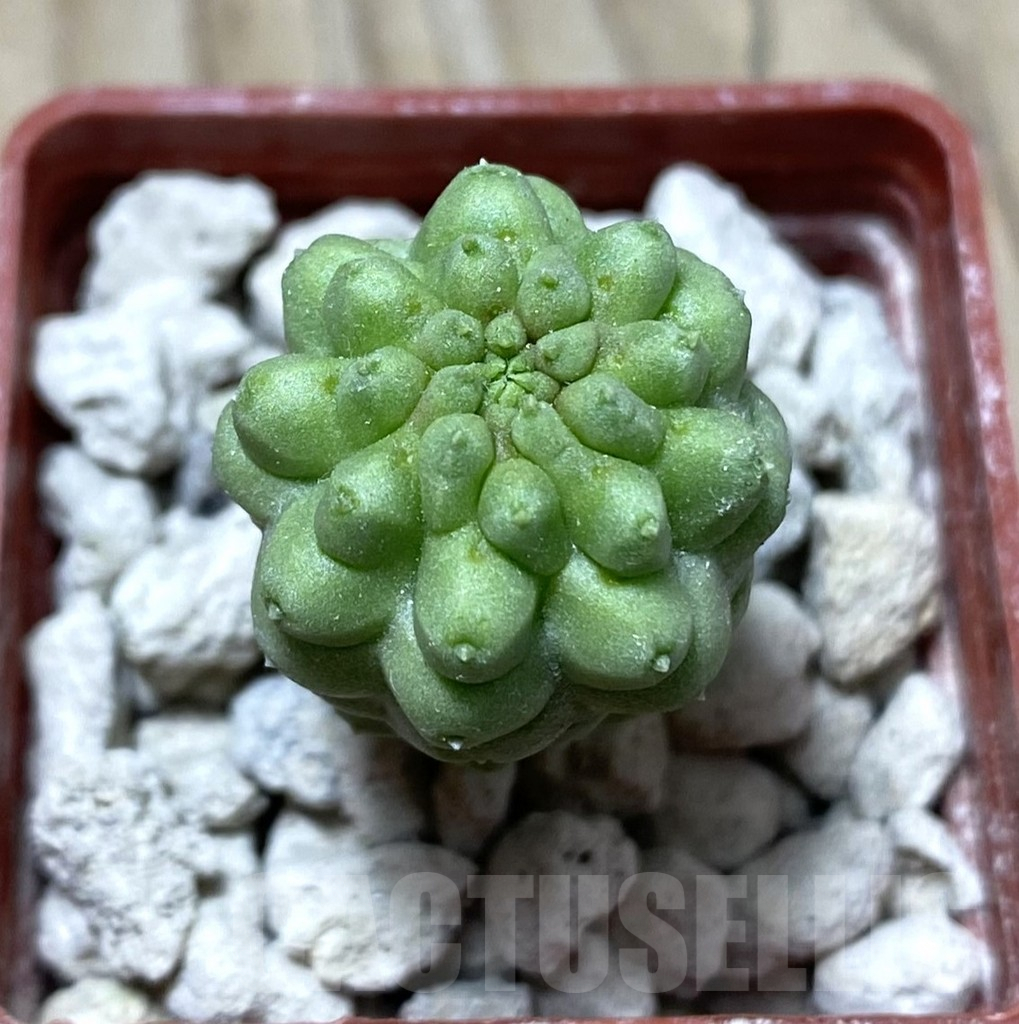 SHPR33300 Trichocaulon cactiformis