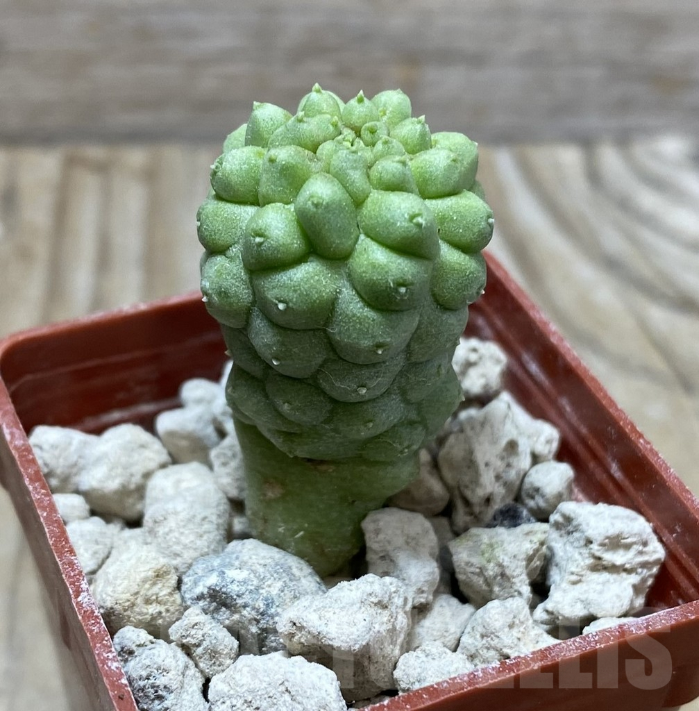 SHPR33300 Trichocaulon cactiformis – Bild 2