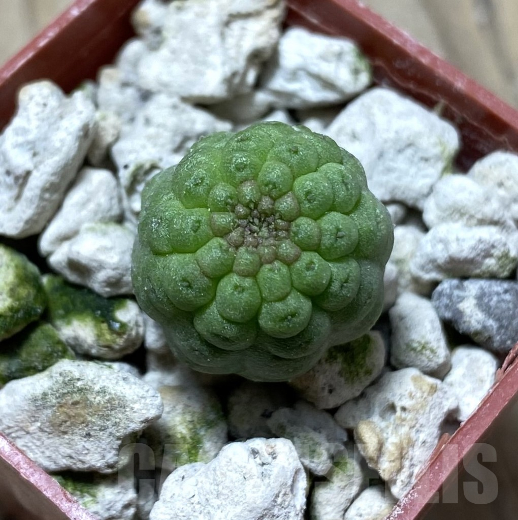 SHPR33301 Trichocaulon cactiformis