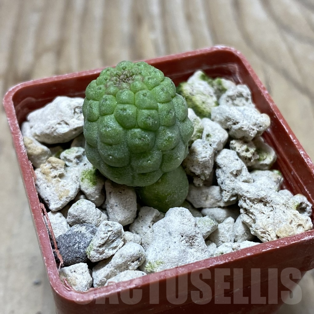 SHPR33301 Trichocaulon cactiformis - immagine 2