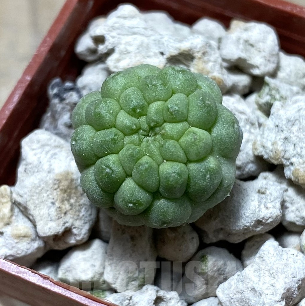SHPR33302 Trichocaulon cactiformis
