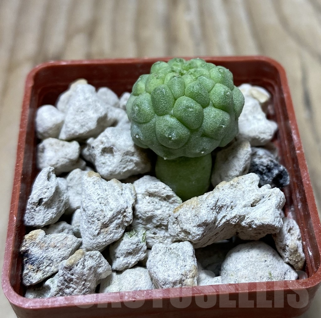 SHPR33302 Trichocaulon cactiformis - immagine 2