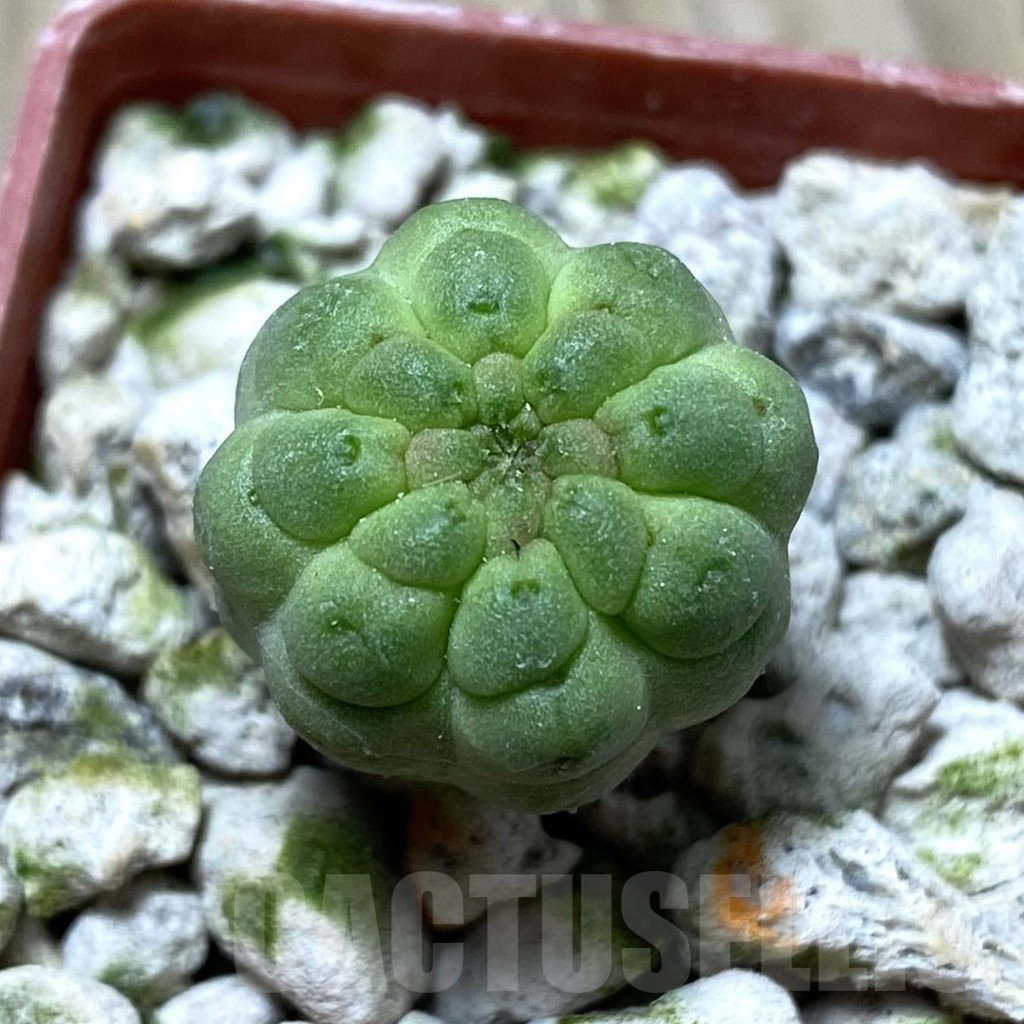 SHPR33303 Trichocaulon cactiformis
