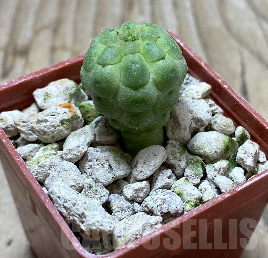 SHPR33303 Trichocaulon cactiformis - immagine 2