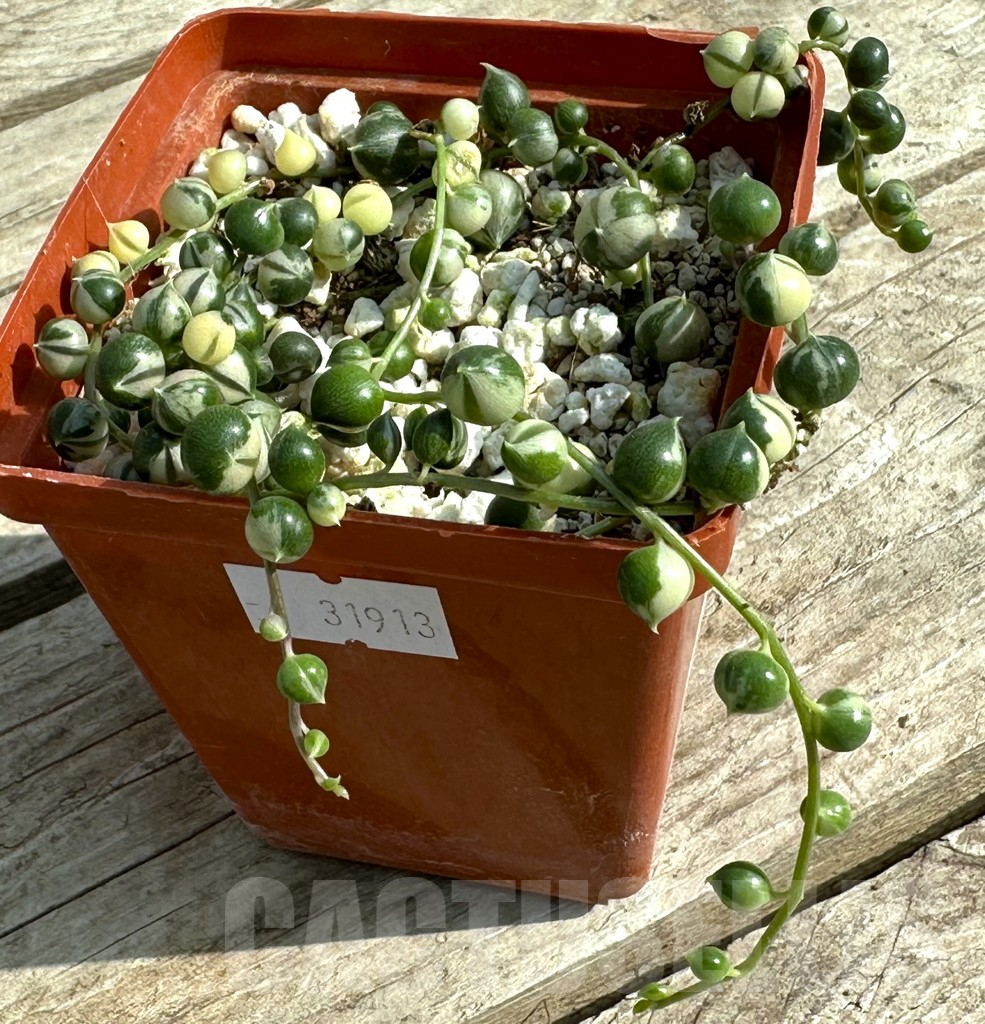 SHPR31913 Senecio rowleyanus f. variegata - Image 2