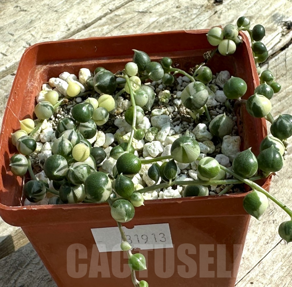 SHPR31913 Senecio rowleyanus f. variegata