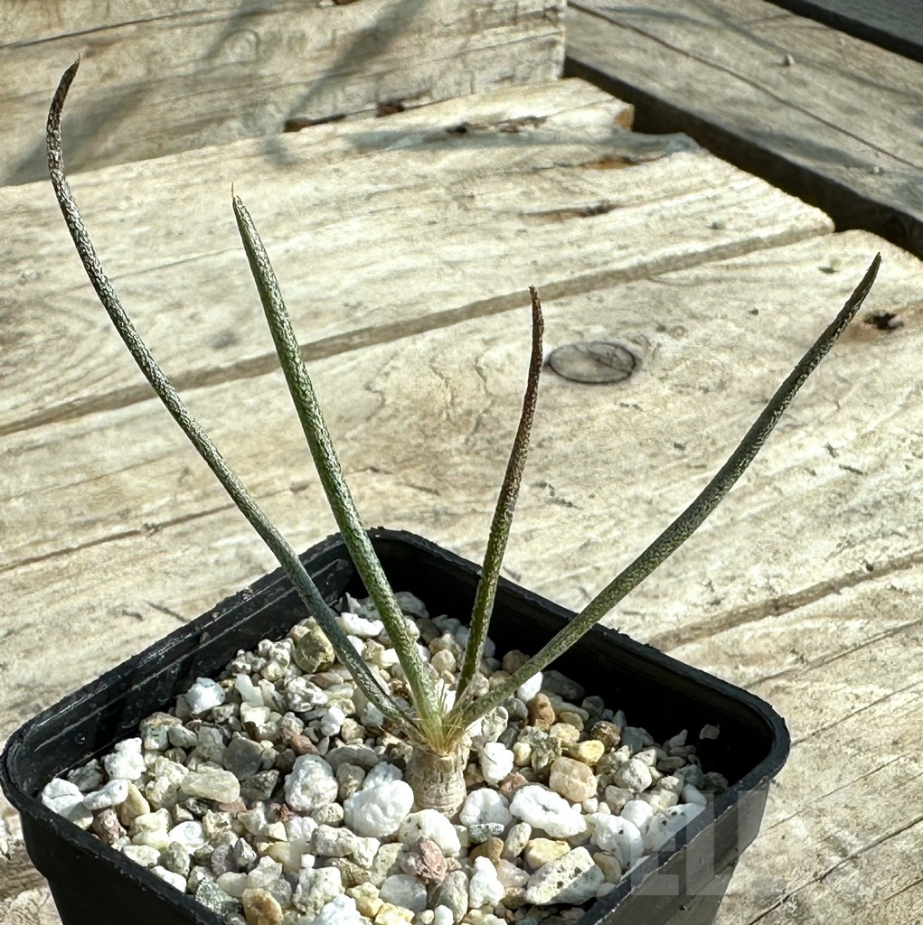 SHPR31914 Astrophytum caput-medusae