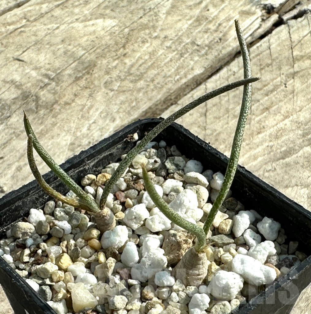 SHPR31915 Astrophytum caput-medusae - immagine 2