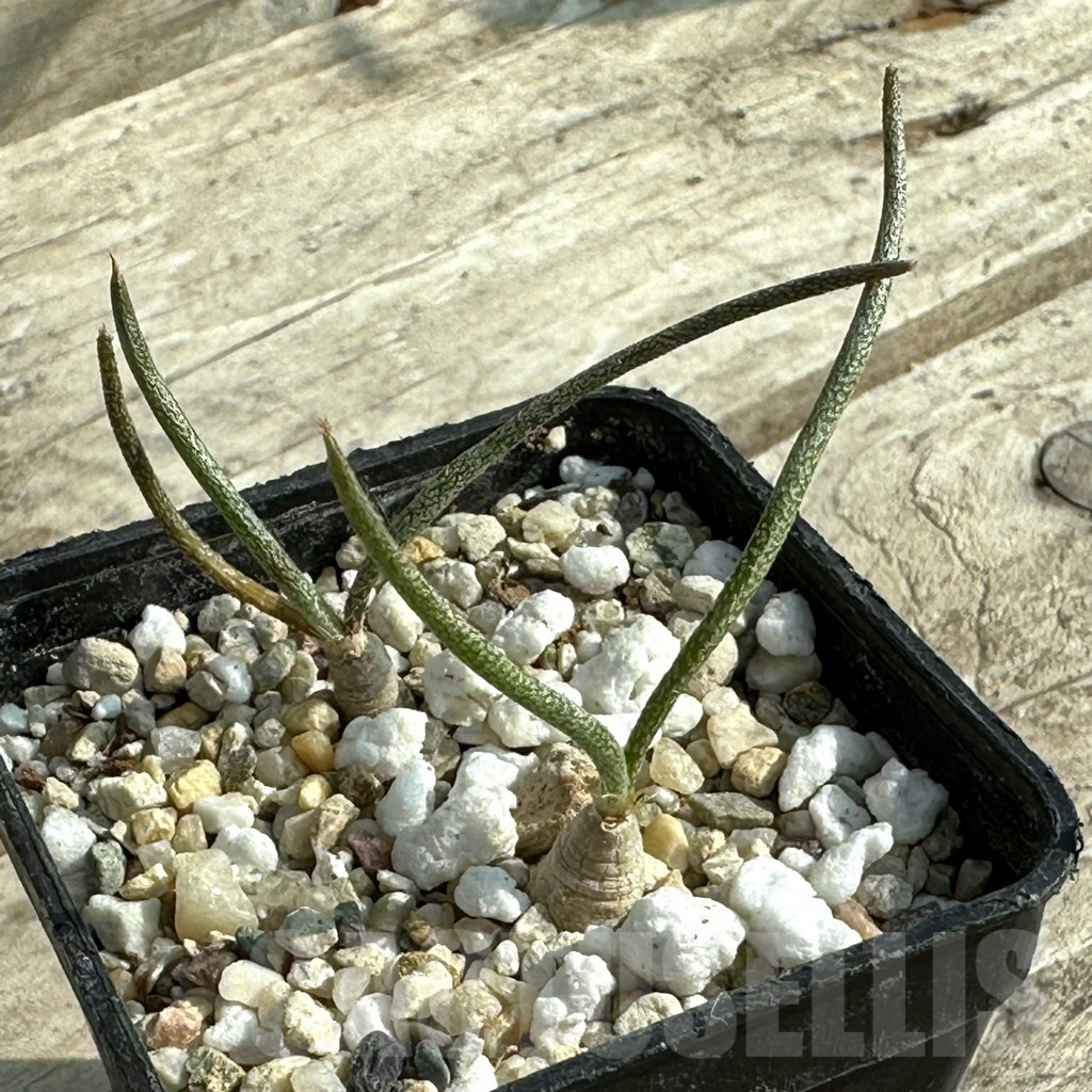 SHPR31915 Astrophytum caput-medusae