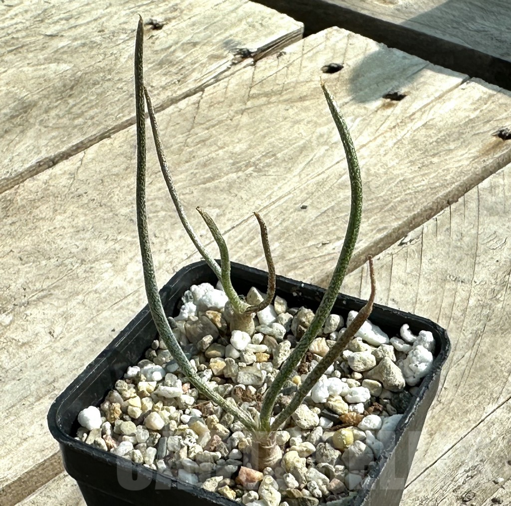 SHPR31916 Astrophytum caput-medusae - immagine 2