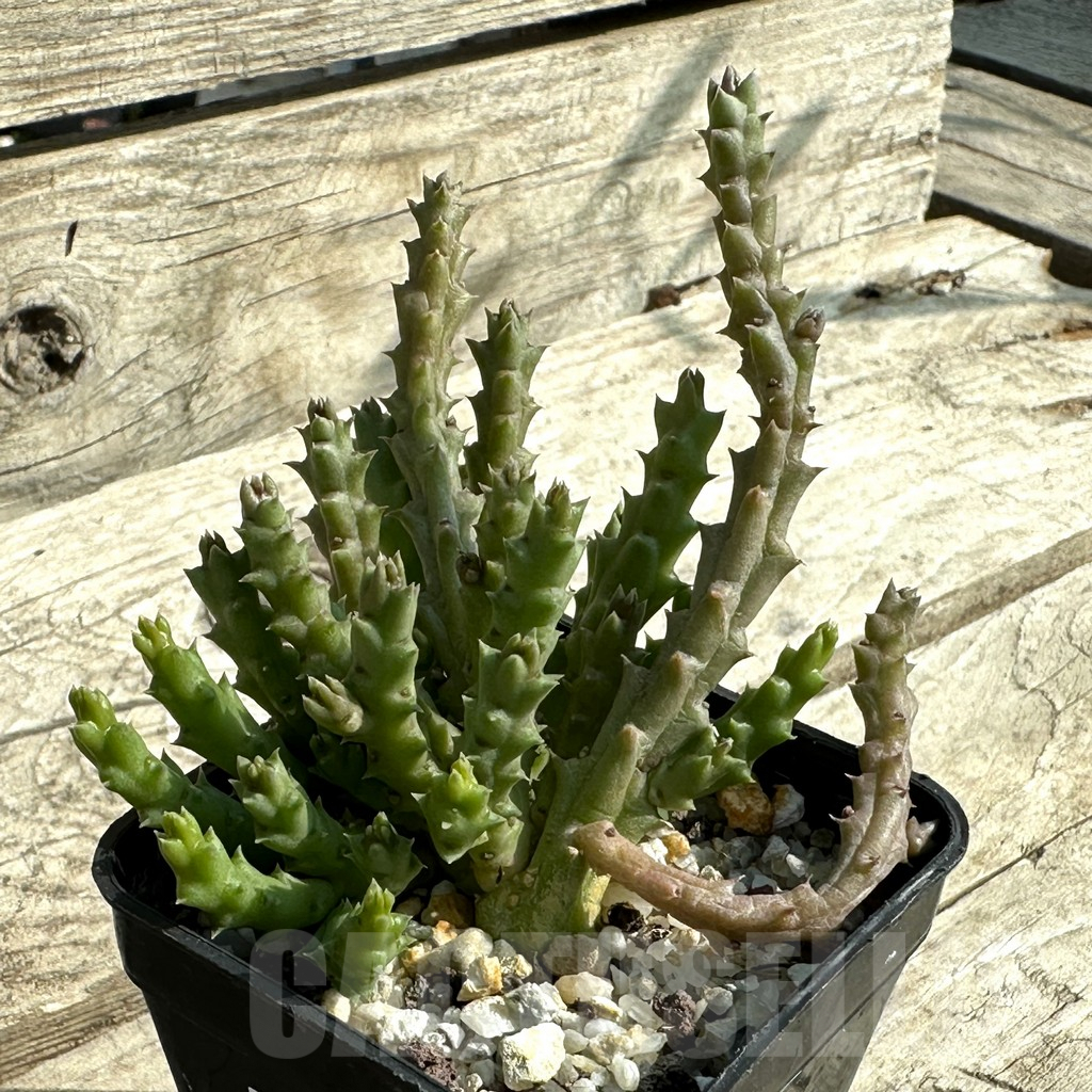 SHPR31917 Stapelia variegata