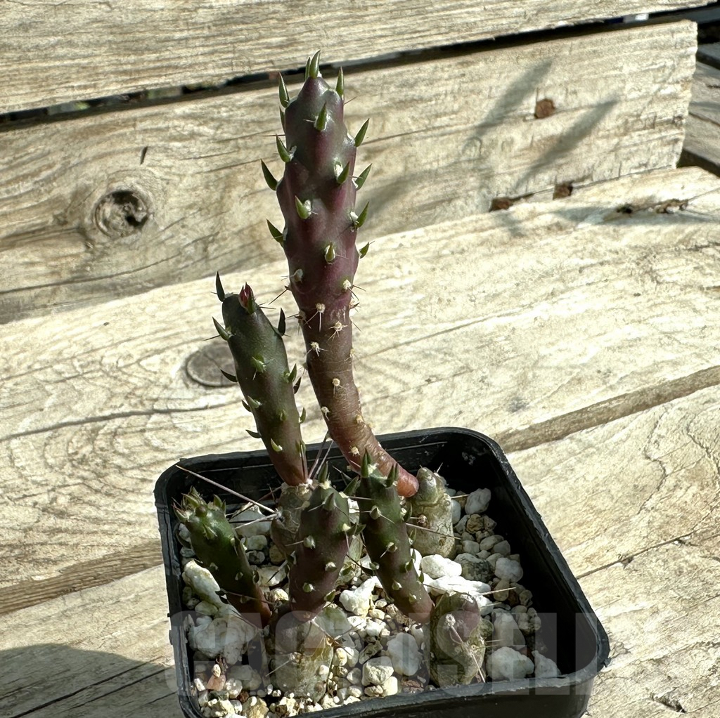 SHPR31918 Maihueniopsis nigrispina - Image 2