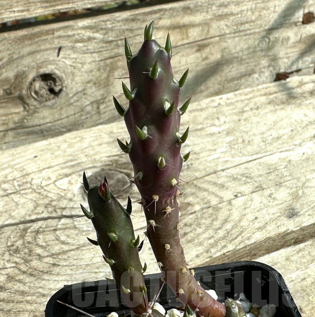 SHPR31918 Maihueniopsis nigrispina - Image 3