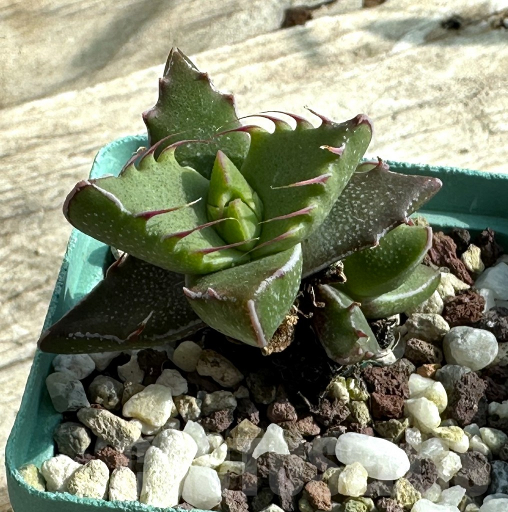 SHPR31919 Faucaria tigrina