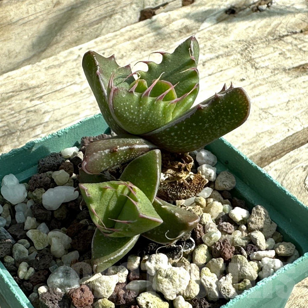 SHPR31919 Faucaria tigrina - Image 2