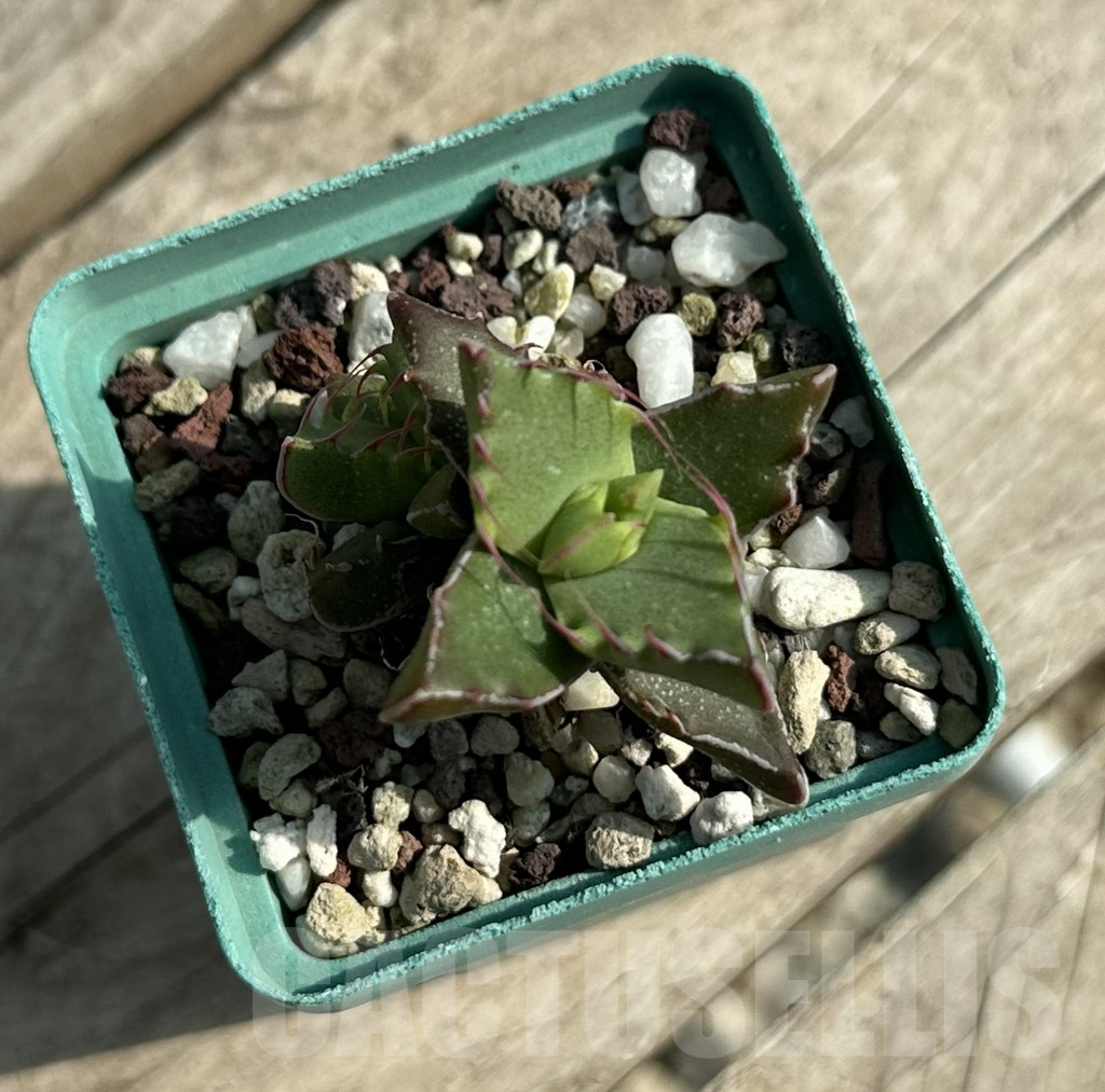 SHPR31919 Faucaria tigrina - Image 3