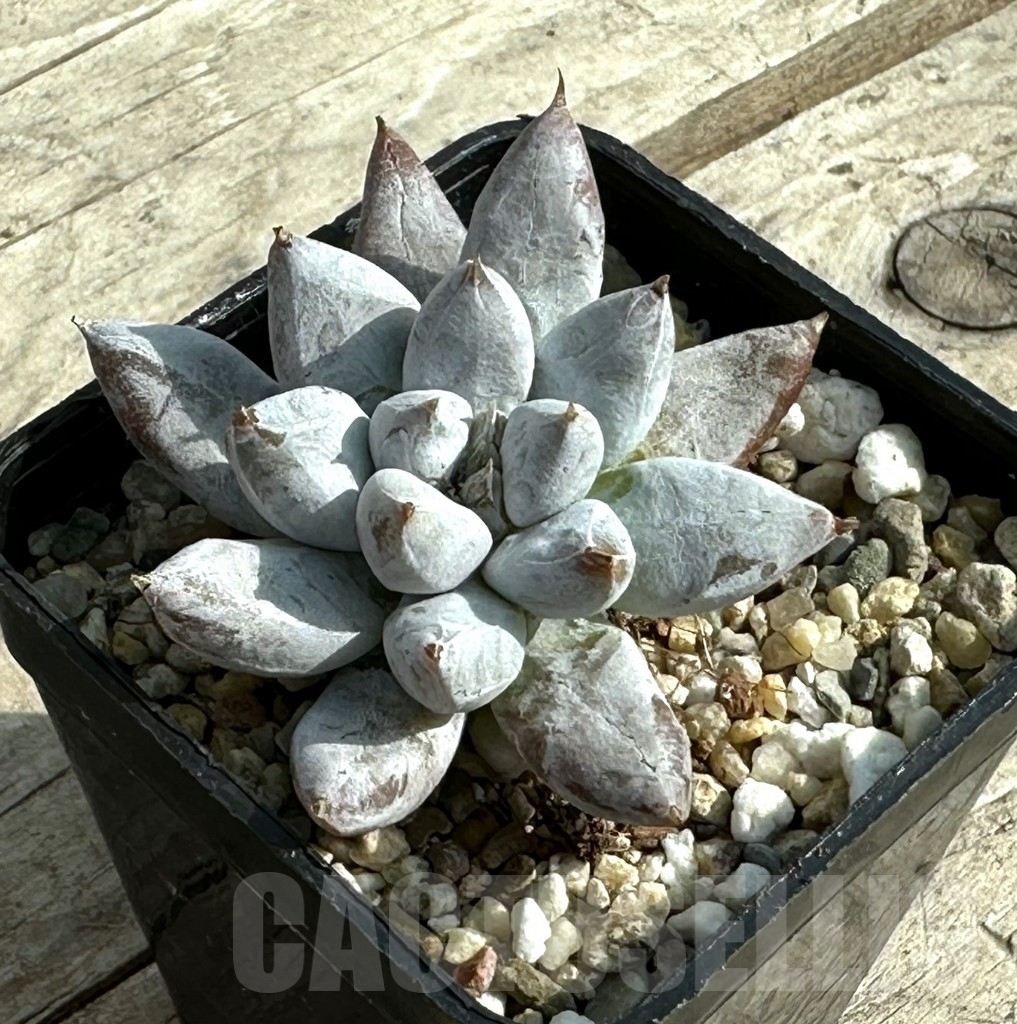 SHPR31921 Echeveria tolimanensis hybrid