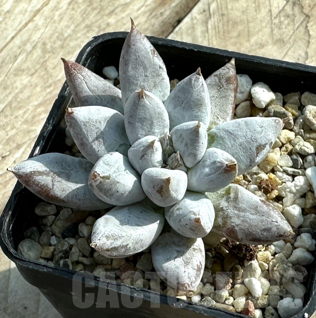 SHPR31921 Echeveria tolimanensis hybrid - Image 2