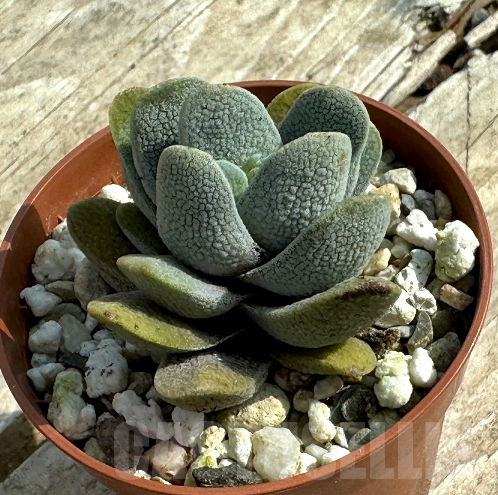 SHPR31922 Crassula tecta