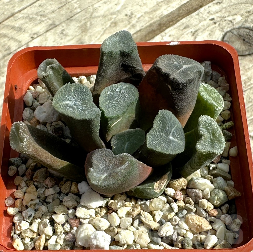 SHPR31923 Haworthia maughanii -Japan-
