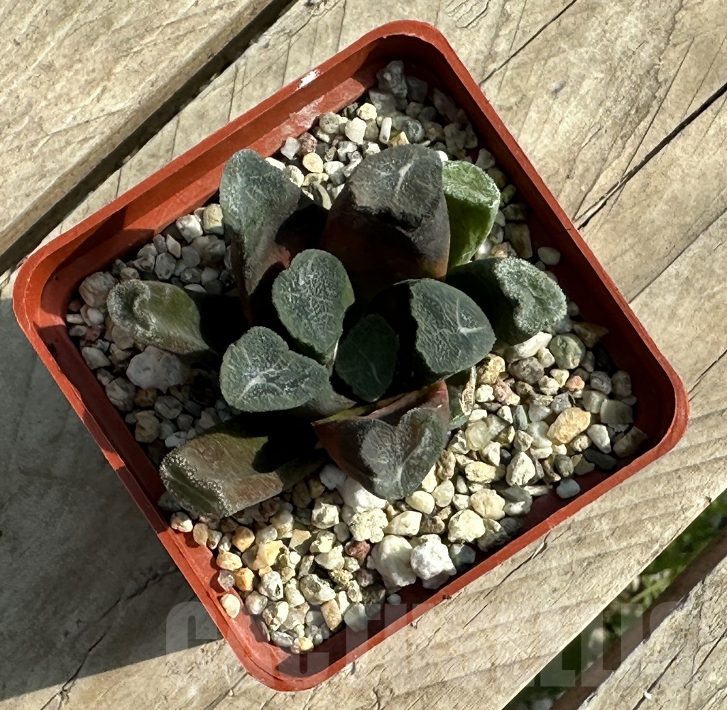 SHPR31923 Haworthia maughanii -Japan- - Imagen 2