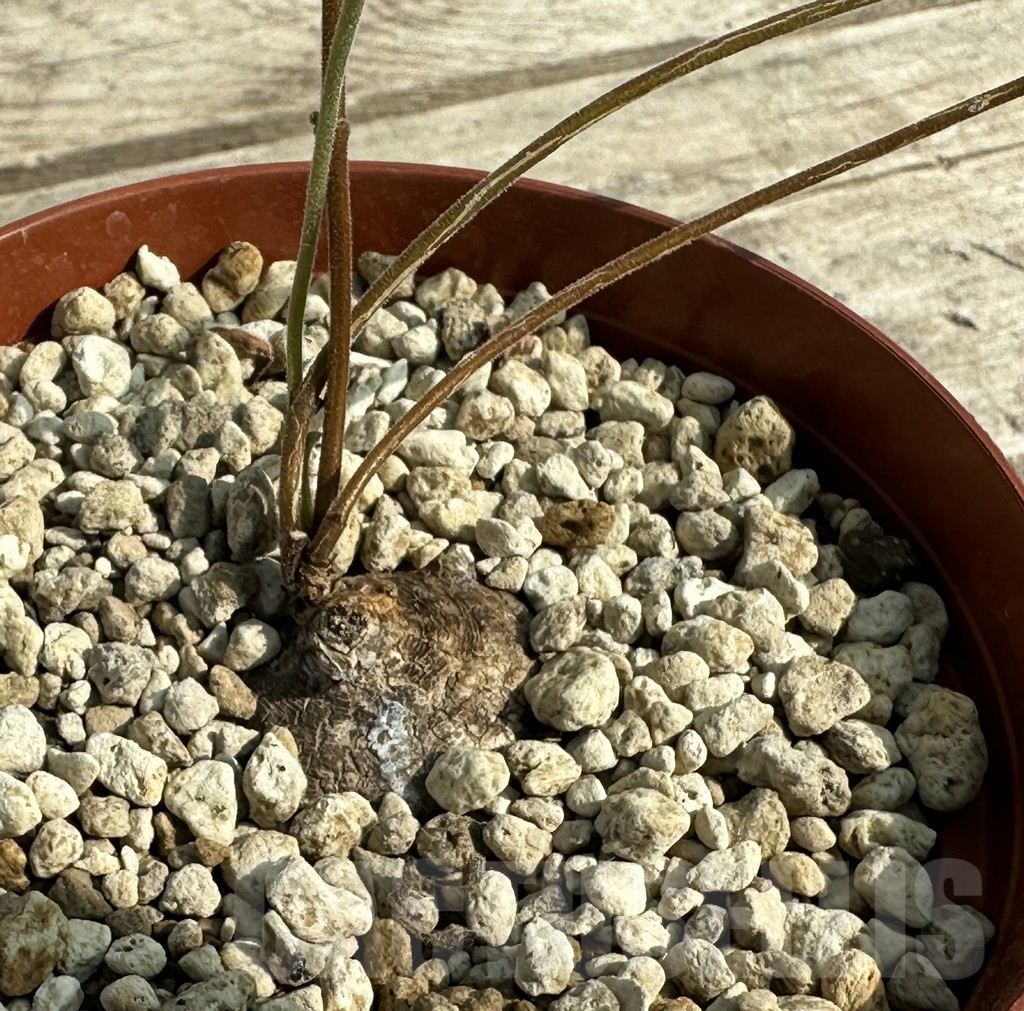 SHPR31928 Raphionacme madiensis ES20869 - Image 2