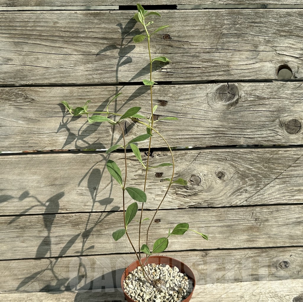 SHPR31928 Raphionacme madiensis ES20869 - Image 3