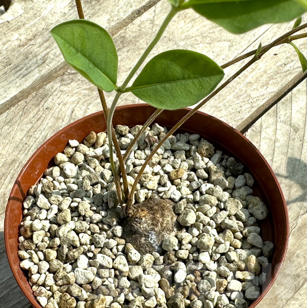 SHPR31928 Raphionacme madiensis ES20869