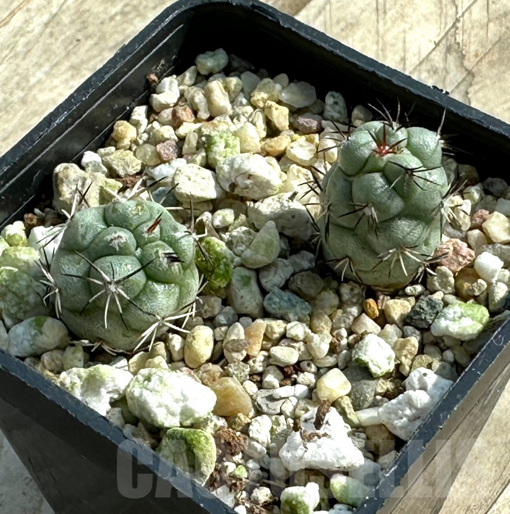 SHPR31929 Ortegocactus macdougallii, 2 plants - Image 2