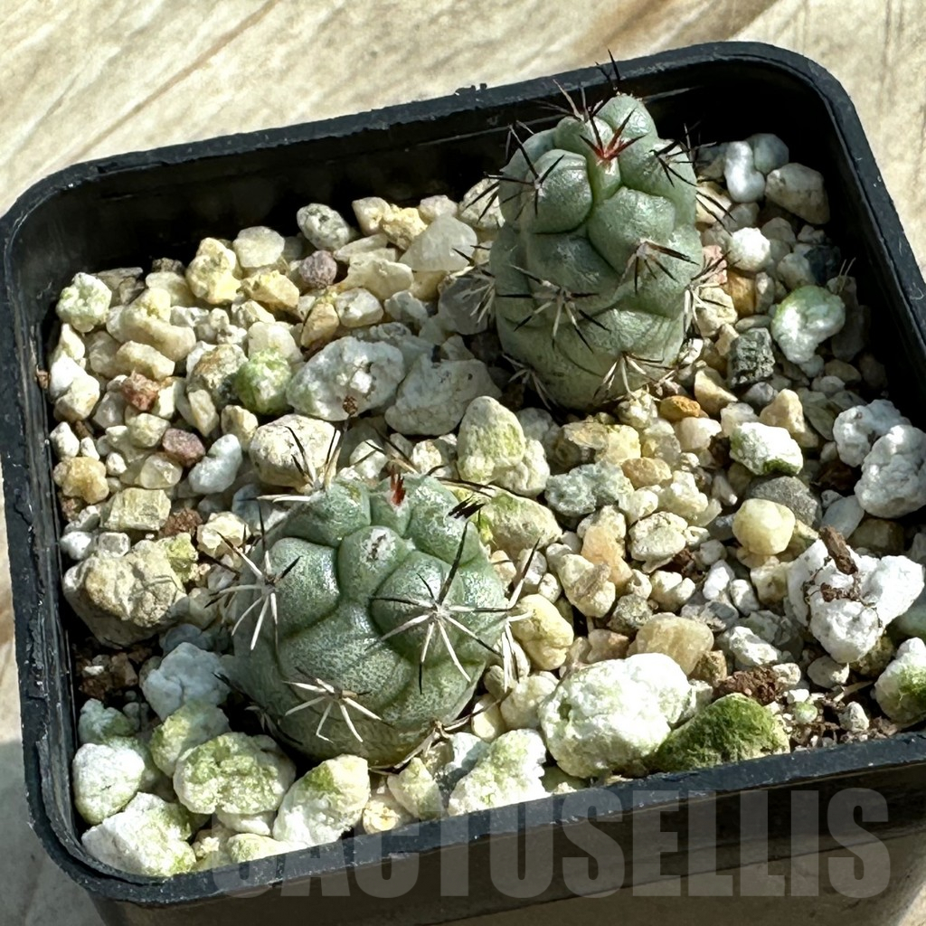 SHPR31929 Ortegocactus macdougallii, 2 plants