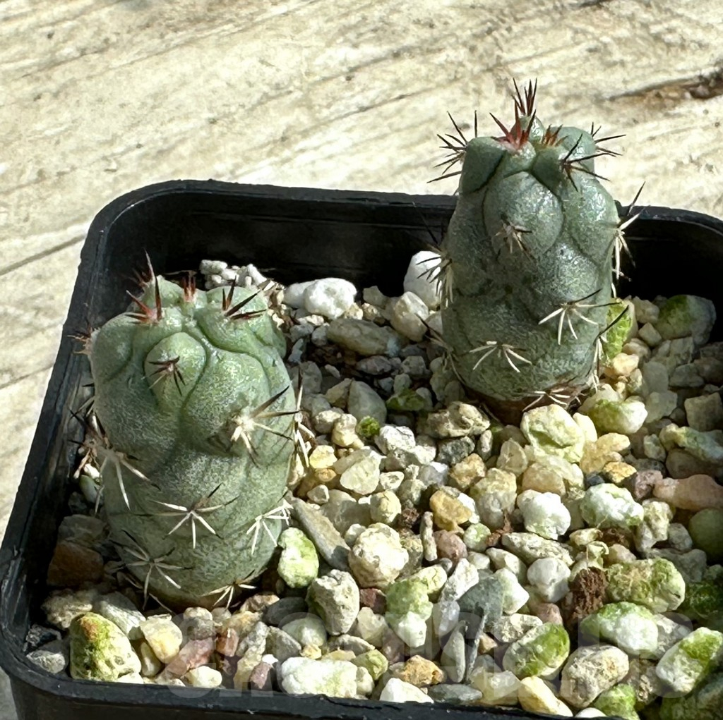 SHPR31930 Ortegocactus macdougallii, 2 plants - Image 2