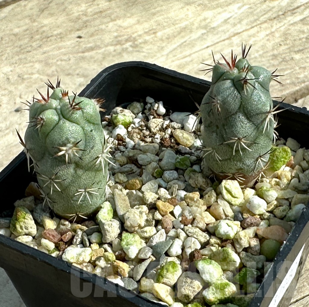 SHPR31930 Ortegocactus macdougallii, 2 plants
