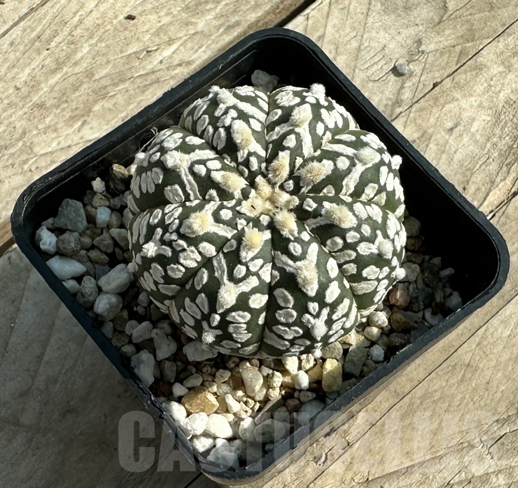 SHPR31931 Astrophytum asterias ‘Super Kabuto’ V-type - Image 2
