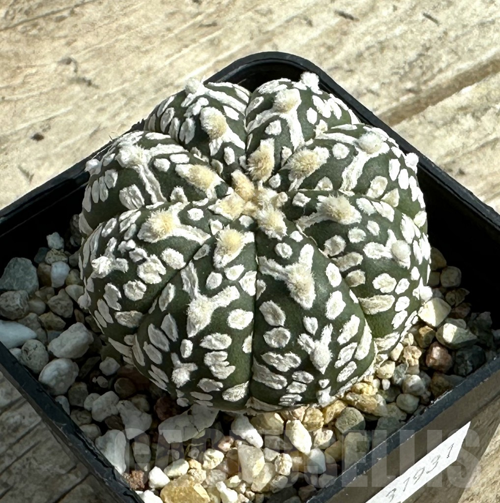 SHPR31931 Astrophytum asterias ‘Super Kabuto’ V-type