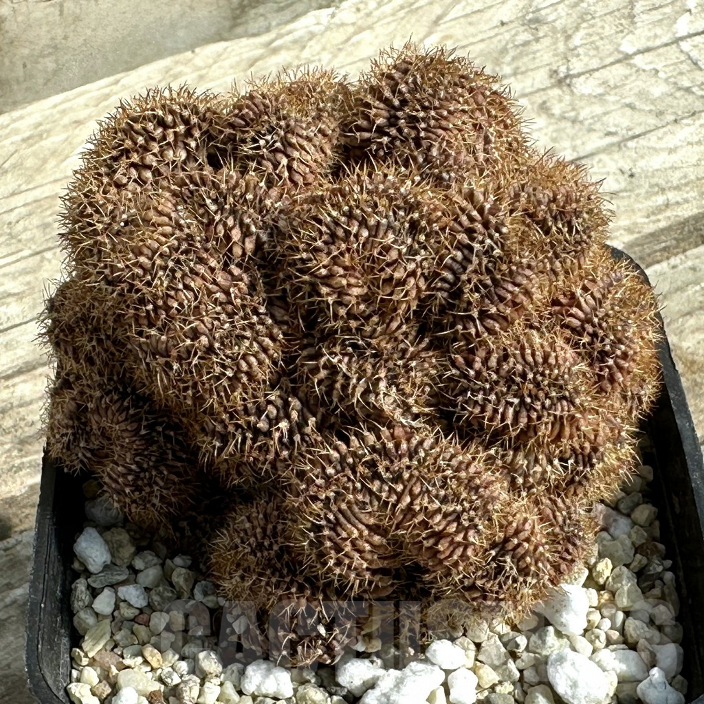 SHPR31937 Gymnocalycium mihanovichii f. cristata