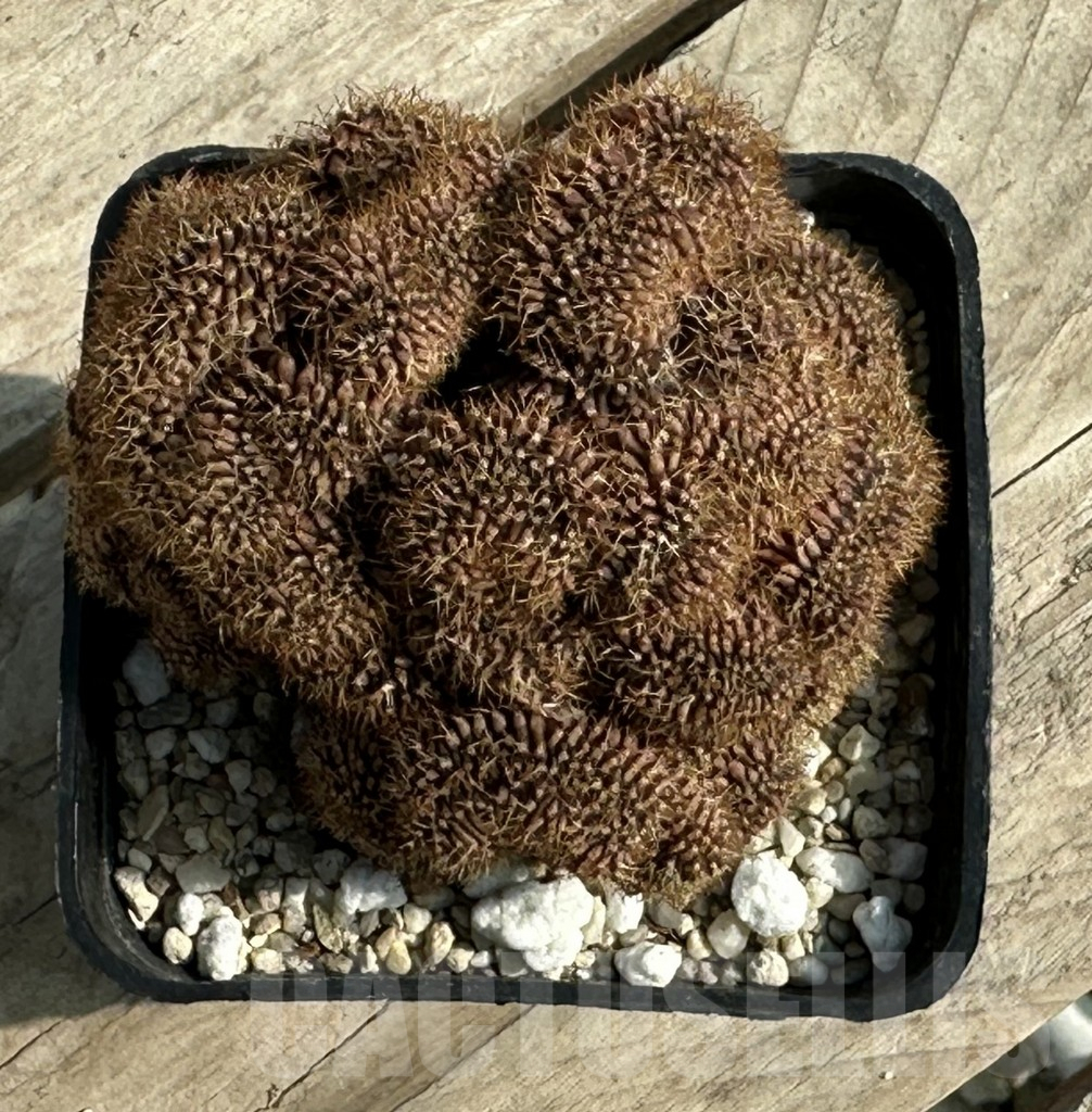 SHPR31937 Gymnocalycium mihanovichii f. cristata - Image 2