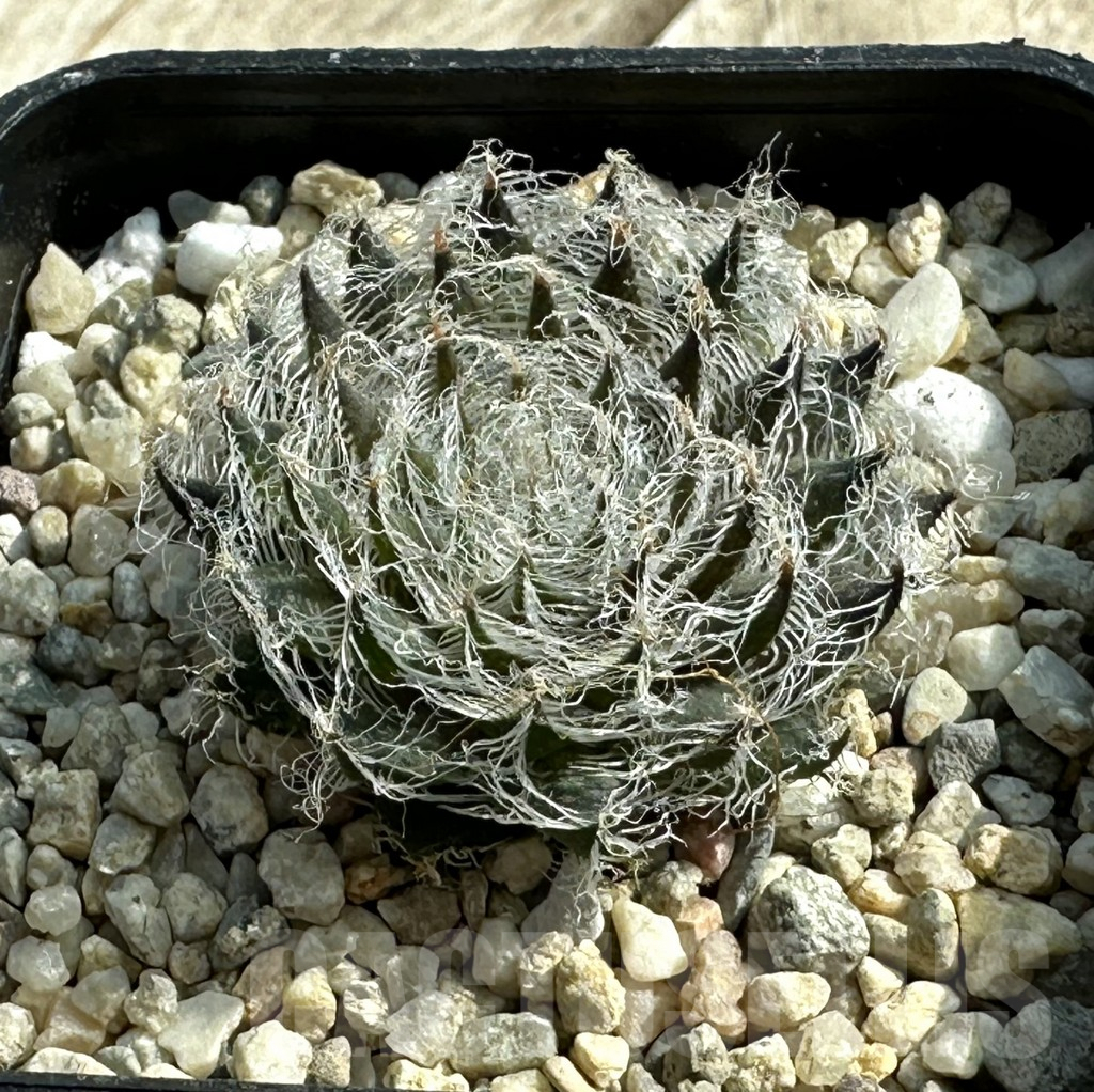 SHPR31941 Haworthia odetteae