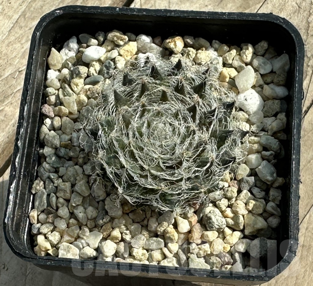 SHPR31941 Haworthia odetteae - Image 2