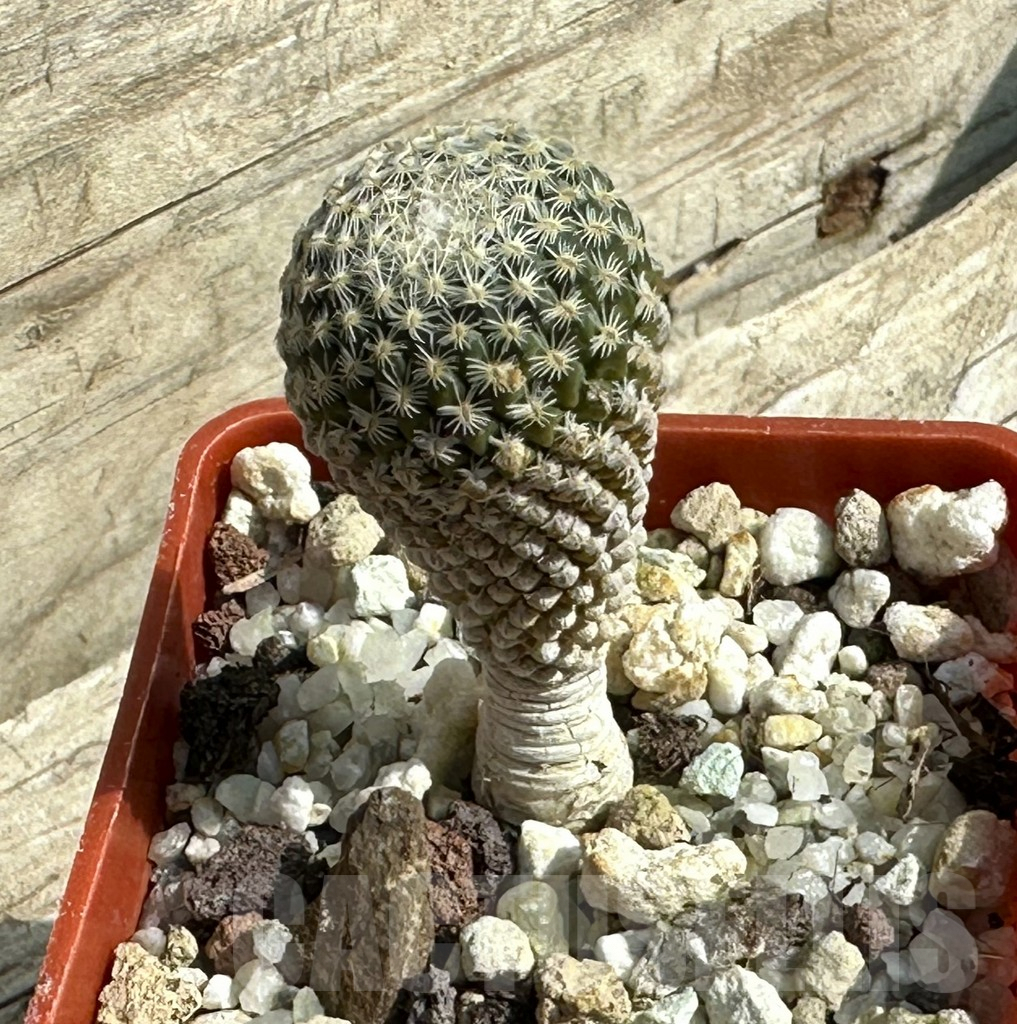 SHPR31949 Pelecyphora strobiliformis