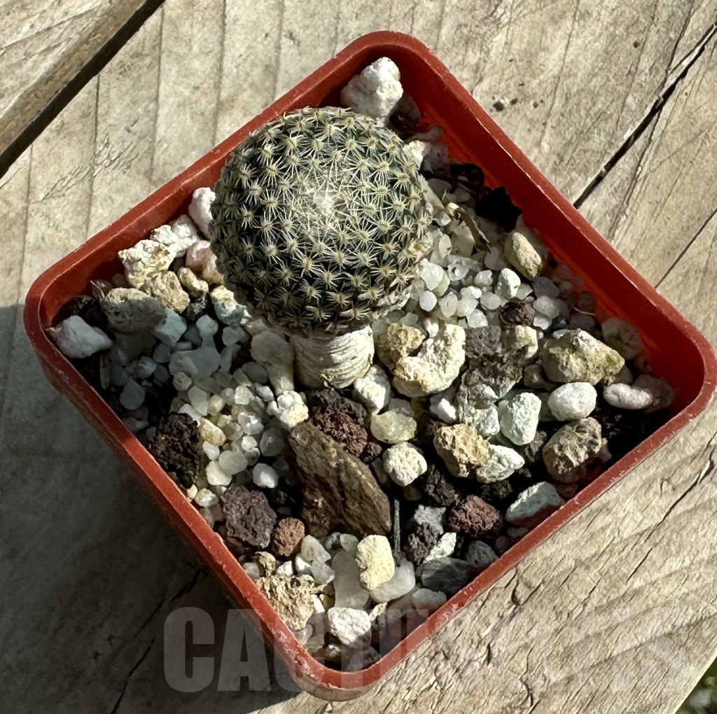 SHPR31949 Pelecyphora strobiliformis - immagine 2