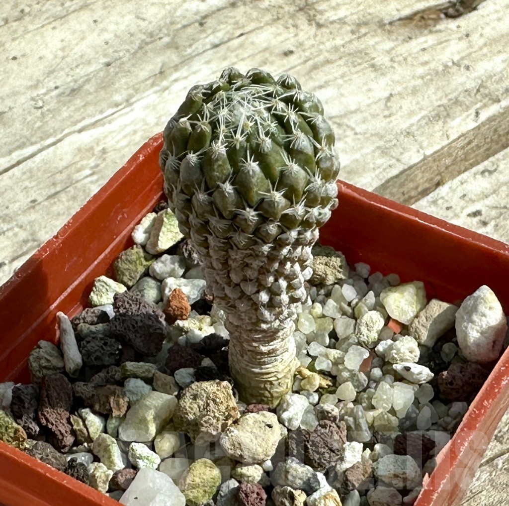 SHPR31950 Pelecyphora strobiliformis