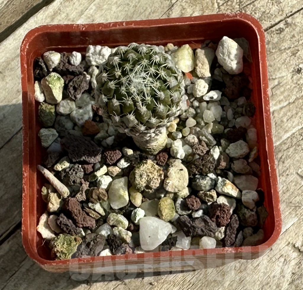 SHPR31950 Pelecyphora strobiliformis - Image 3