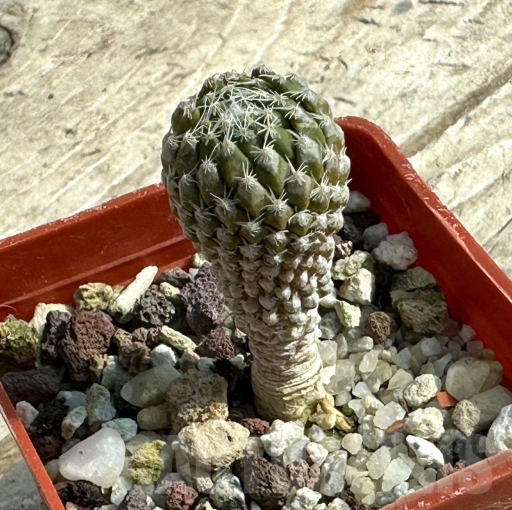 SHPR31950 Pelecyphora strobiliformis - Image 2