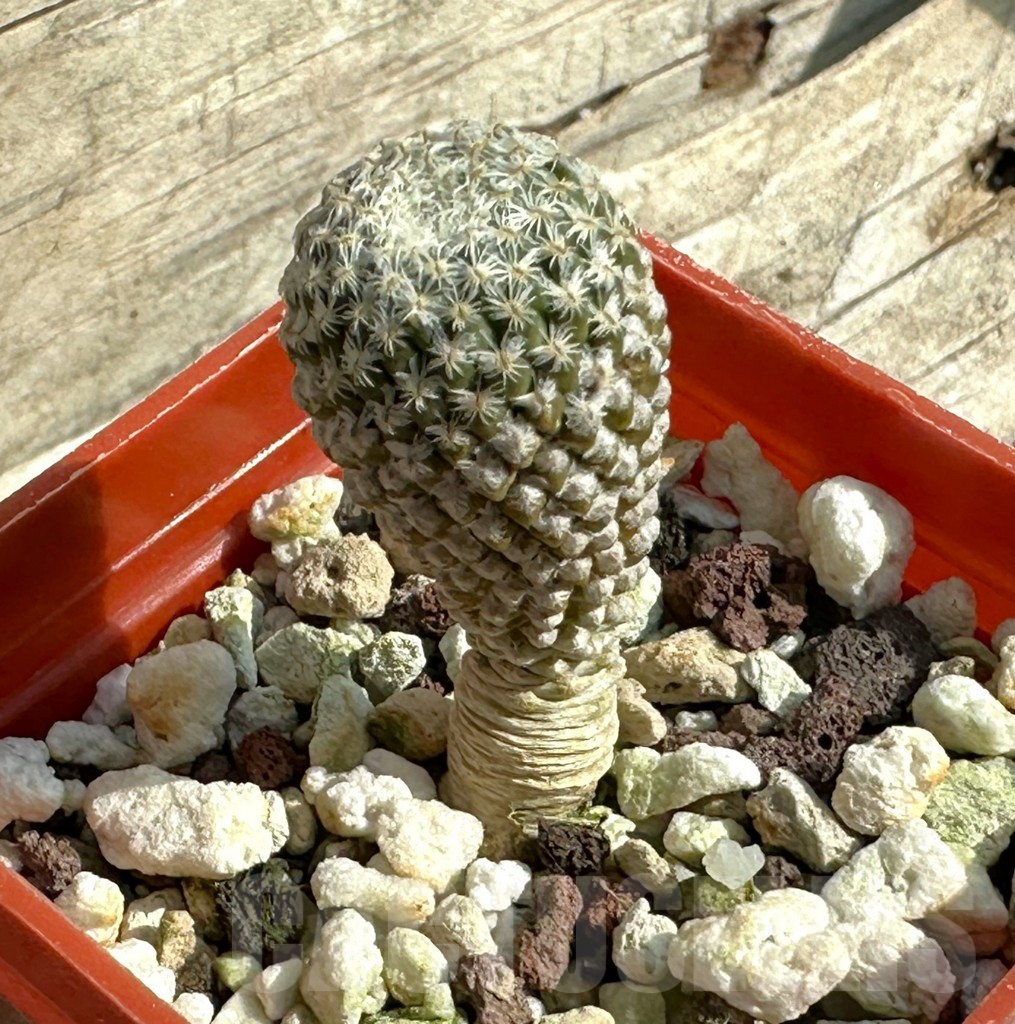 SHPR31951 Pelecyphora strobiliformis